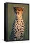 Cheetah Sitting in Grass-Paul Souders-Framed Stretched Canvas