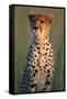 Cheetah Sitting in Grass-Paul Souders-Framed Stretched Canvas