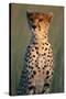 Cheetah Sitting in Grass-Paul Souders-Stretched Canvas