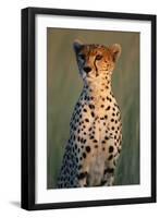 Cheetah Sitting in Grass-Paul Souders-Framed Premium Photographic Print