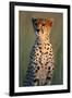 Cheetah Sitting in Grass-Paul Souders-Framed Premium Photographic Print