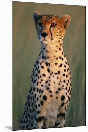 Cheetah Sitting in Grass-Paul Souders-Mounted Premium Photographic Print