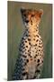Cheetah Sitting in Grass-Paul Souders-Mounted Premium Photographic Print