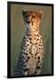 Cheetah Sitting in Grass-Paul Souders-Framed Premium Photographic Print