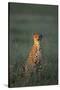 Cheetah Sitting in Grass-Paul Souders-Stretched Canvas