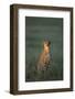 Cheetah Sitting in Grass-Paul Souders-Framed Photographic Print