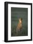 Cheetah Sitting in Grass-Paul Souders-Framed Photographic Print