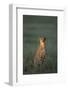 Cheetah Sitting in Grass-Paul Souders-Framed Photographic Print