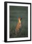 Cheetah Sitting in Grass-Paul Souders-Framed Photographic Print