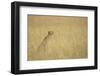 Cheetah Sitting in Grass-Paul Souders-Framed Photographic Print