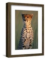 Cheetah Sitting in Grass-Paul Souders-Framed Photographic Print