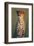 Cheetah Sitting in Grass-Paul Souders-Framed Photographic Print