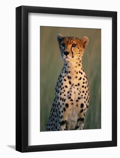 Cheetah Sitting in Grass-Paul Souders-Framed Photographic Print