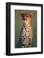 Cheetah Sitting in Grass-Paul Souders-Framed Photographic Print