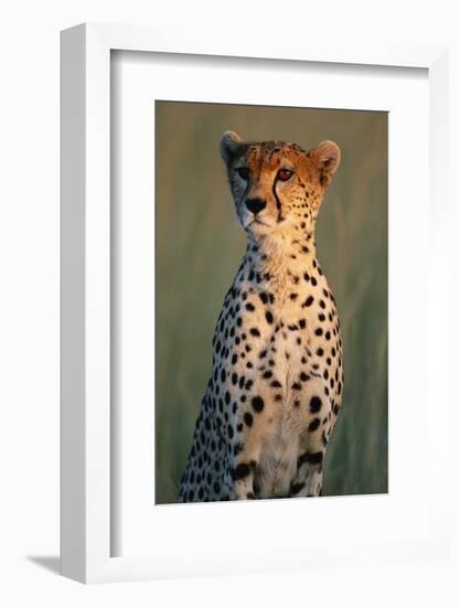 Cheetah Sitting in Grass-Paul Souders-Framed Photographic Print