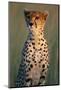 Cheetah Sitting in Grass-Paul Souders-Mounted Photographic Print