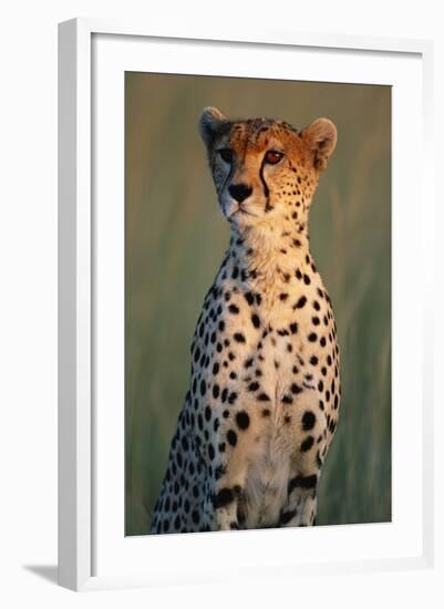 Cheetah Sitting in Grass-Paul Souders-Framed Photographic Print