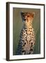 Cheetah Sitting in Grass-Paul Souders-Framed Photographic Print