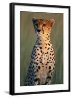 Cheetah Sitting in Grass-Paul Souders-Framed Photographic Print