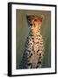 Cheetah Sitting in Grass-Paul Souders-Framed Photographic Print