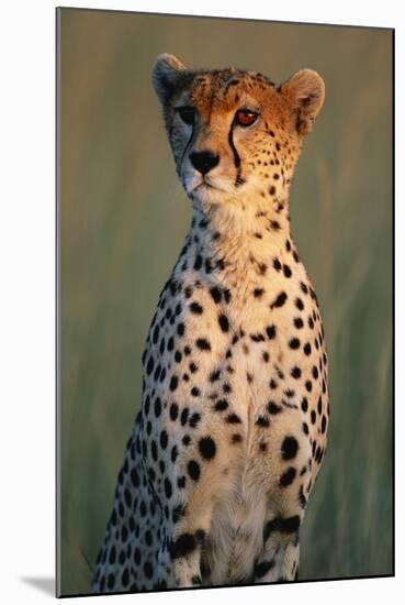 Cheetah Sitting in Grass-Paul Souders-Mounted Photographic Print