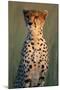 Cheetah Sitting in Grass-Paul Souders-Mounted Photographic Print