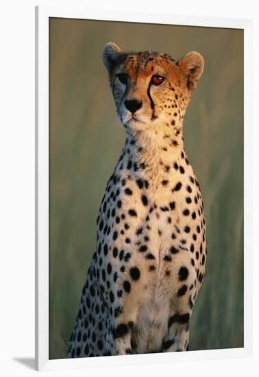 Cheetah Sitting in Grass-Paul Souders-Framed Photographic Print