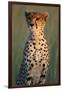 Cheetah Sitting in Grass-Paul Souders-Framed Photographic Print