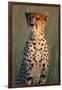 Cheetah Sitting in Grass-Paul Souders-Framed Photographic Print