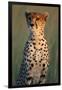 Cheetah Sitting in Grass-Paul Souders-Framed Photographic Print
