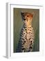 Cheetah Sitting in Grass-Paul Souders-Framed Photographic Print