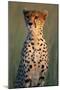 Cheetah Sitting in Grass-Paul Souders-Mounted Photographic Print