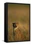Cheetah Sitting in Tall Grass-Paul Souders-Framed Stretched Canvas