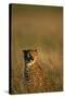 Cheetah Sitting in Tall Grass-Paul Souders-Stretched Canvas