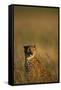 Cheetah Sitting in Tall Grass-Paul Souders-Framed Stretched Canvas