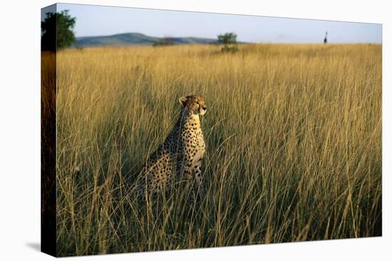 Cheetah Sitting in Tall Grass-null-Stretched Canvas