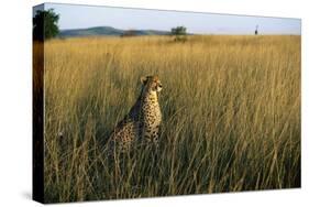 Cheetah Sitting in Tall Grass-null-Stretched Canvas