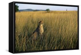 Cheetah Sitting in Tall Grass-null-Framed Stretched Canvas