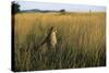 Cheetah Sitting in Tall Grass-null-Stretched Canvas