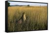 Cheetah Sitting in Tall Grass-null-Framed Stretched Canvas