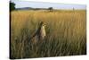 Cheetah Sitting in Tall Grass-null-Stretched Canvas