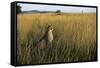 Cheetah Sitting in Tall Grass-null-Framed Stretched Canvas