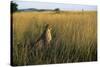 Cheetah Sitting in Tall Grass-null-Stretched Canvas