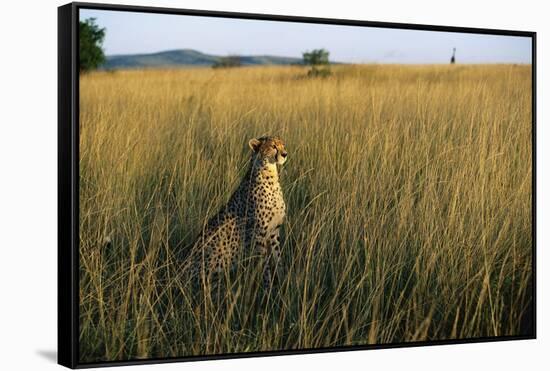 Cheetah Sitting in Tall Grass-null-Framed Stretched Canvas