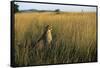 Cheetah Sitting in Tall Grass-null-Framed Stretched Canvas