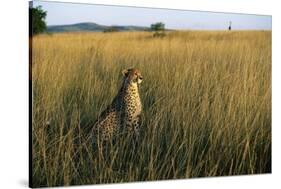 Cheetah Sitting in Tall Grass-null-Stretched Canvas