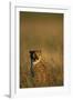 Cheetah Sitting in Tall Grass-Paul Souders-Framed Photographic Print