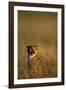 Cheetah Sitting in Tall Grass-Paul Souders-Framed Photographic Print