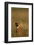 Cheetah Sitting in Tall Grass-Paul Souders-Framed Photographic Print