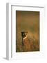 Cheetah Sitting in Tall Grass-Paul Souders-Framed Photographic Print